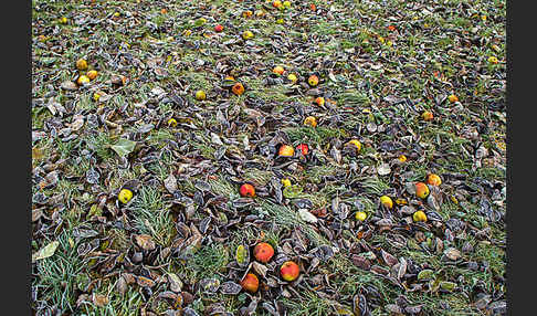 Streuobstwiese (meadow orchard)