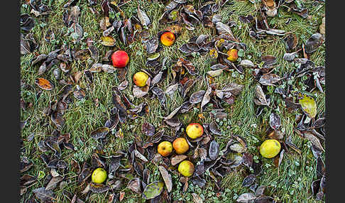 Streuobstwiese (meadow orchard)