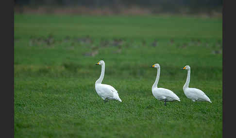 Singschwan (Cygnus cygnus)