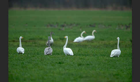 Singschwan (Cygnus cygnus)