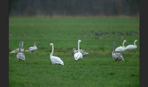 Singschwan (Cygnus cygnus)