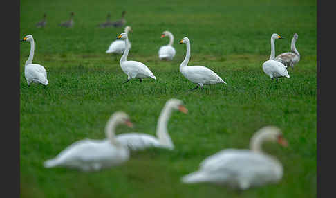 Singschwan (Cygnus cygnus)