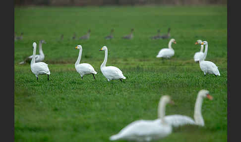 Singschwan (Cygnus cygnus)