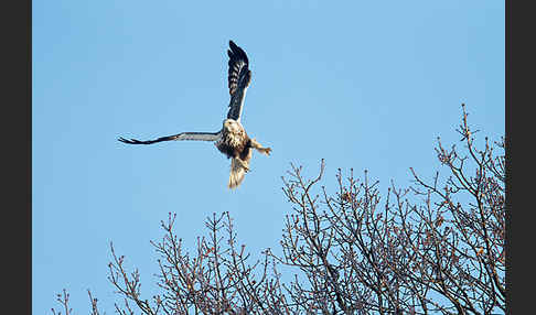 Rauhfußbussard (Buteo lagopus)