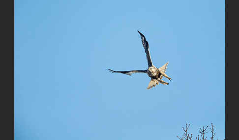 Rauhfußbussard (Buteo lagopus)