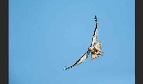 Rauhfußbussard (Buteo lagopus)