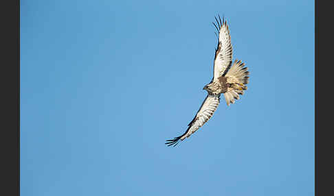 Rauhfußbussard (Buteo lagopus)