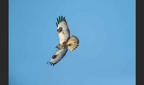 Rauhfußbussard (Buteo lagopus)