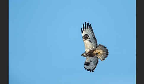 Rauhfußbussard (Buteo lagopus)