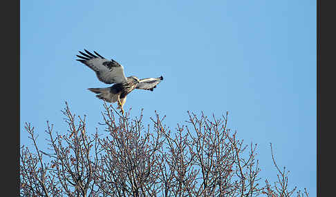 Rauhfußbussard (Buteo lagopus)