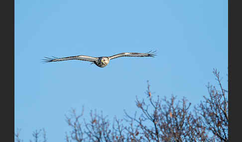 Rauhfußbussard (Buteo lagopus)