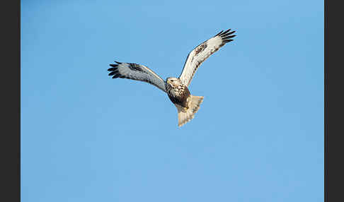 Rauhfußbussard (Buteo lagopus)