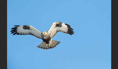 Rauhfußbussard (Buteo lagopus)