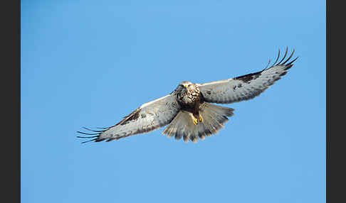 Rauhfußbussard (Buteo lagopus)