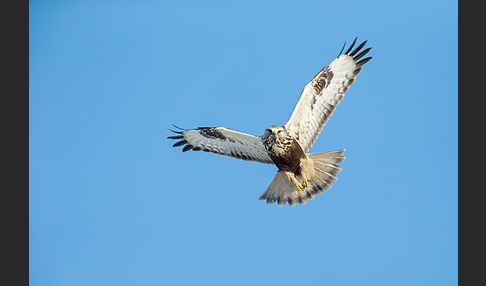 Rauhfußbussard (Buteo lagopus)