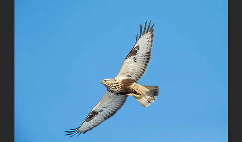 Rauhfußbussard (Buteo lagopus)