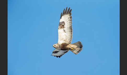 Rauhfußbussard (Buteo lagopus)