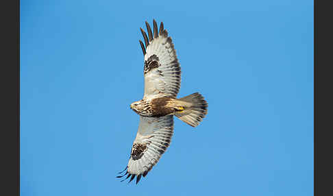 Rauhfußbussard (Buteo lagopus)