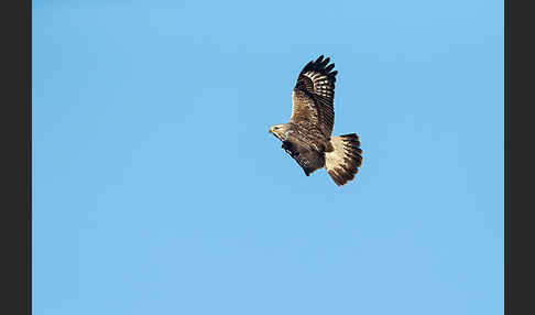 Rauhfußbussard (Buteo lagopus)