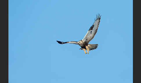 Rauhfußbussard (Buteo lagopus)