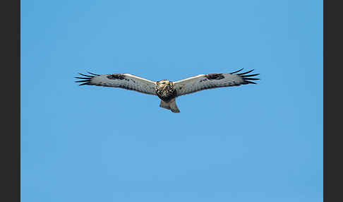 Rauhfußbussard (Buteo lagopus)