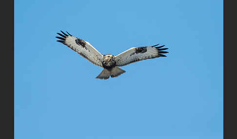 Rauhfußbussard (Buteo lagopus)