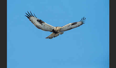 Rauhfußbussard (Buteo lagopus)