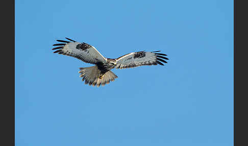 Rauhfußbussard (Buteo lagopus)