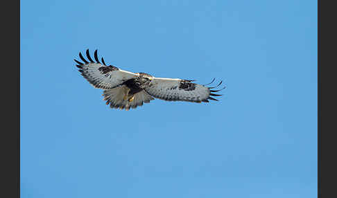 Rauhfußbussard (Buteo lagopus)