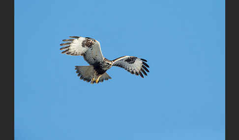 Rauhfußbussard (Buteo lagopus)