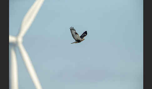 Rauhfußbussard (Buteo lagopus)