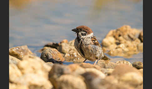 Feldsperling (Passer montanus)