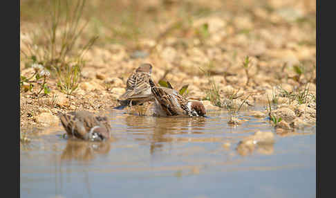 Feldsperling (Passer montanus)