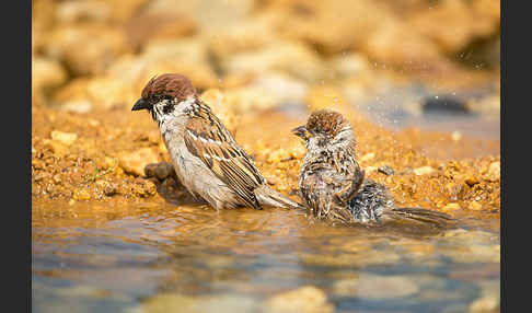 Feldsperling (Passer montanus)