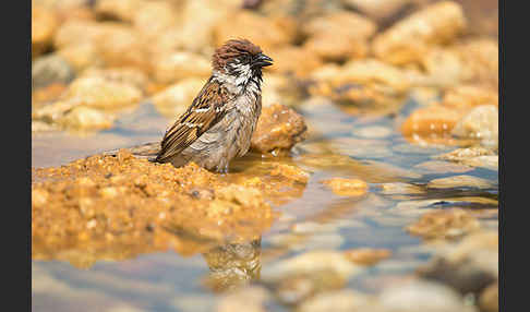 Feldsperling (Passer montanus)