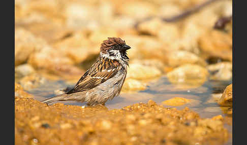 Feldsperling (Passer montanus)