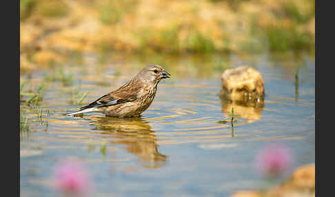 Bluthänfling (Acanthis cannabina)