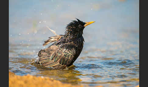 Star (Sturnus vulgaris)