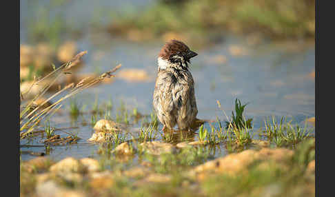 Feldsperling (Passer montanus)