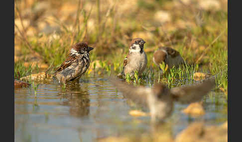 Feldsperling (Passer montanus)