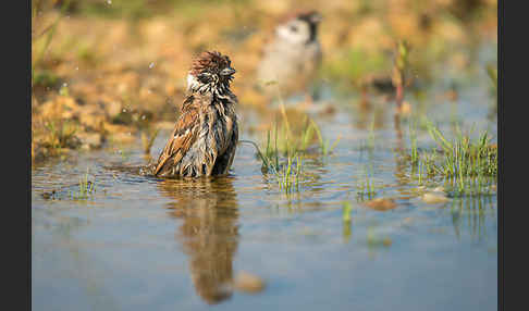 Feldsperling (Passer montanus)