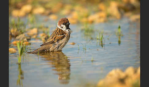 Feldsperling (Passer montanus)