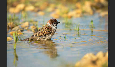 Feldsperling (Passer montanus)