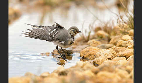 Bachstelze (Motacilla alba)