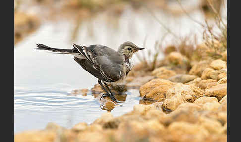 Bachstelze (Motacilla alba)