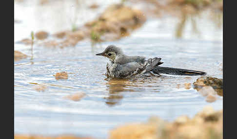 Bachstelze (Motacilla alba)