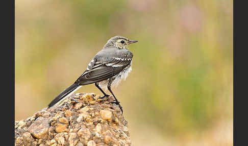 Bachstelze (Motacilla alba)