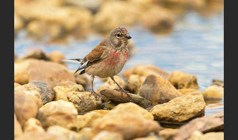 Bluthänfling (Acanthis cannabina)