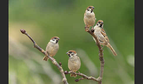 Feldsperling (Passer montanus)