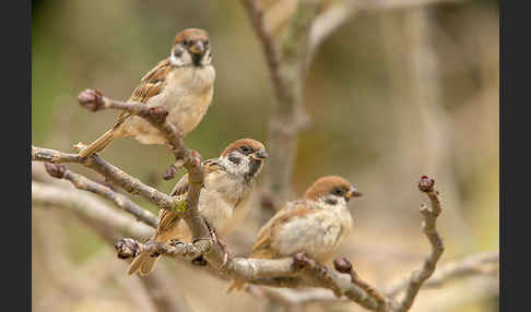 Feldsperling (Passer montanus)